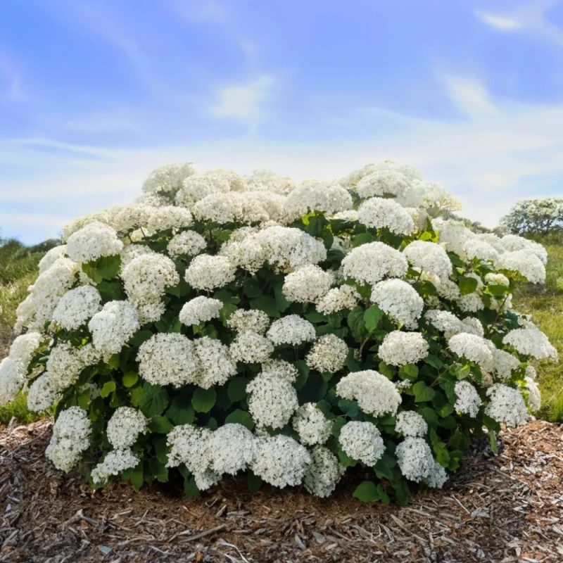 Hortensja drzewista FlowerWOW w pełni kwitnienia z białymi kulkowatymi kwiatostanami na tle błękitnego nieba
