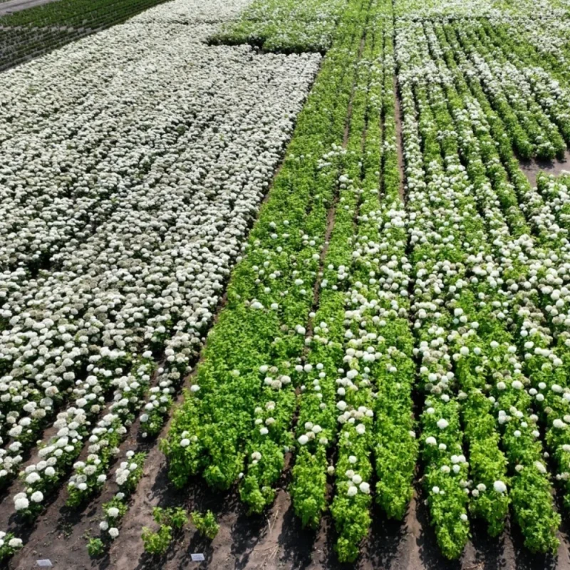 Plantacja hortensji drzewiastych FlowerWOW widok z lotu ptaka na rzędy kwitnących krzewów w szkółce