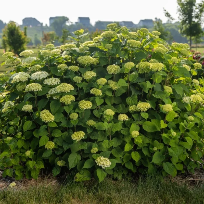 Hortensja drzewista FlowerWOW krzew z zielonkawymi kwiatostanami w fazie rozwijania w ogrodzie
