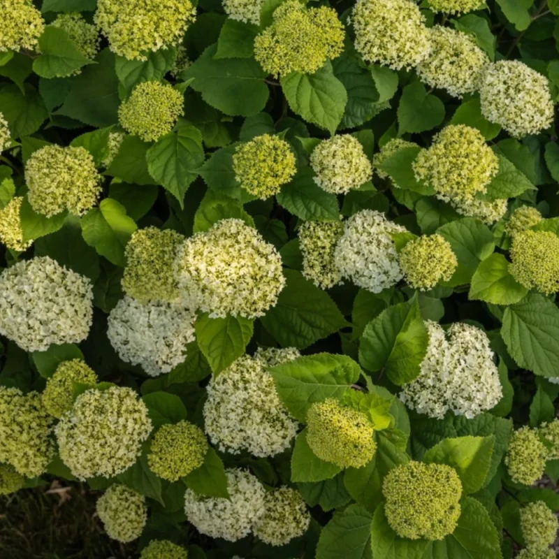 Kwiatostany hortensji drzewiastej FlowerWOW zbliżenie na limonkowo-białe kule kwiatowe z zielonymi liśćmi