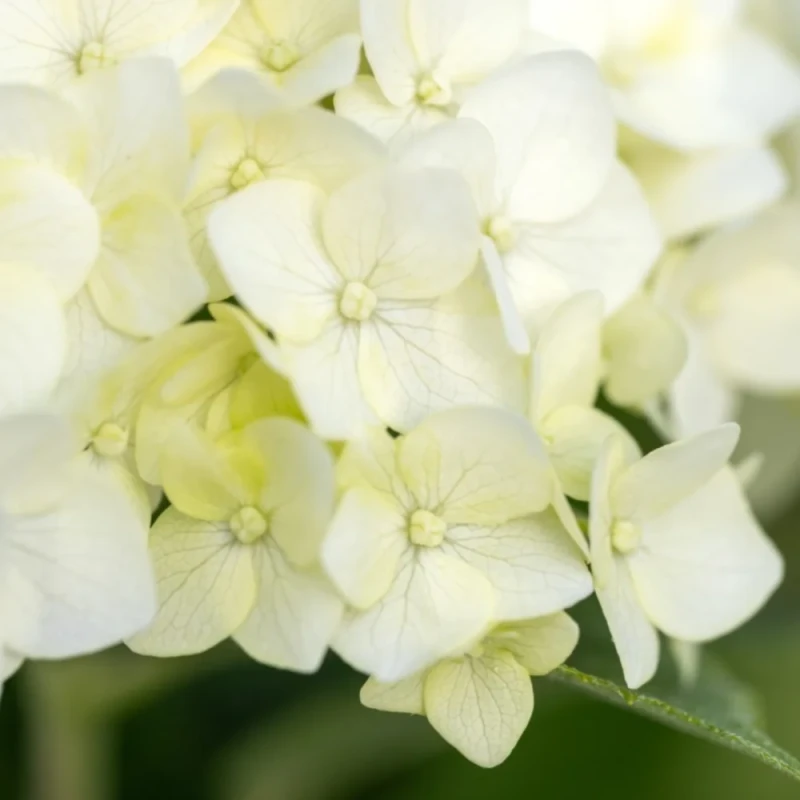 Makro ujęcie pojedynczych kwiatów hortensji drzewiastej FlowerWOW kremowo-białe płatki z widocznymi żyłkami