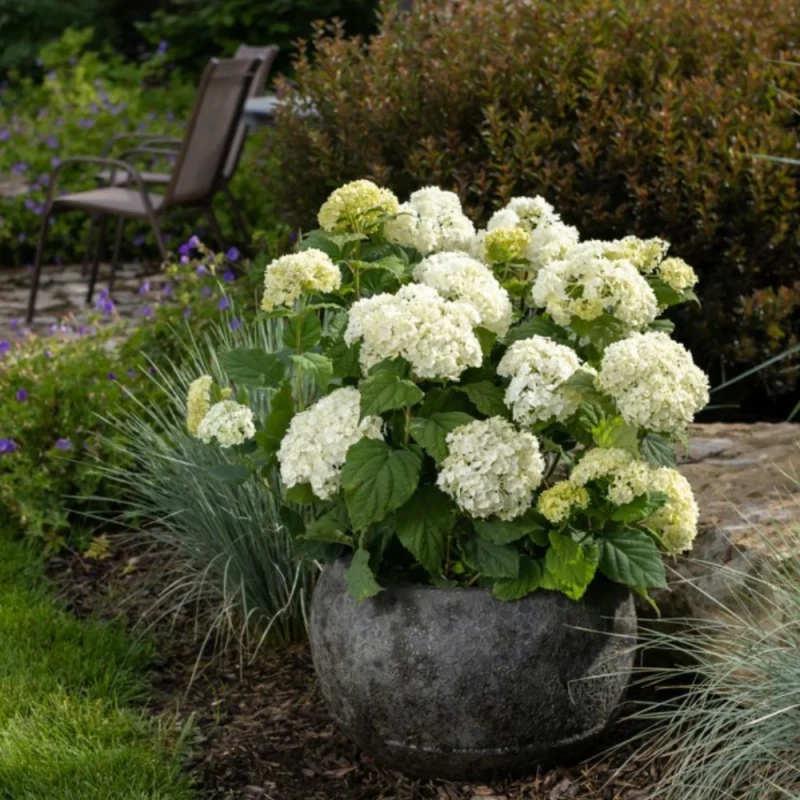 Hortensja drzewista FlowerWOW kwitnąca w kamiennej donicy na tarasie w towarzystwie traw ozdobnych