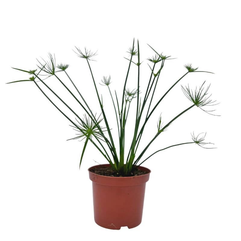 Papirus C1 sadzonka cena