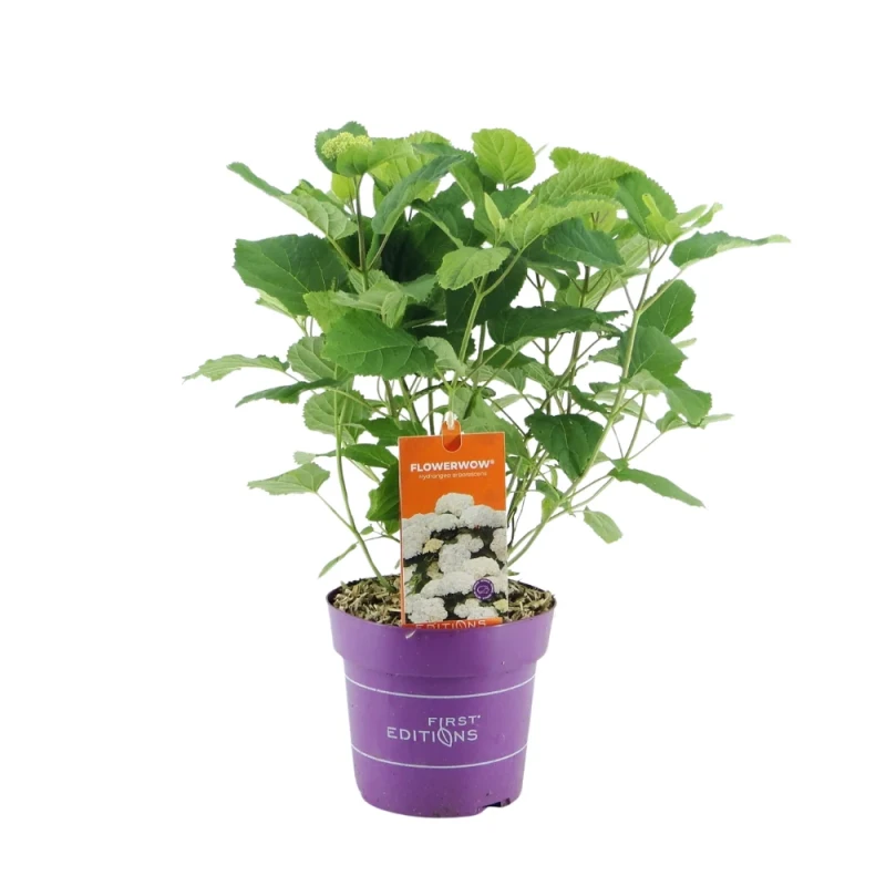 Hortensja drzewista FlowerWOW sadzonka na białym tle