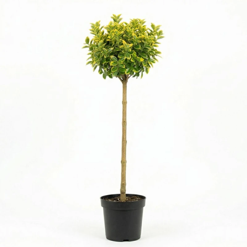 trzmielina emerald na pniu c4.jpg