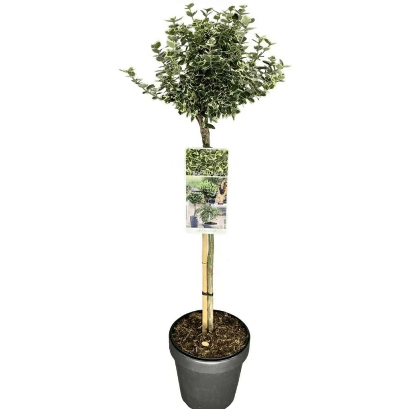 trzmielina emerald sadzonka na pniu.jpg