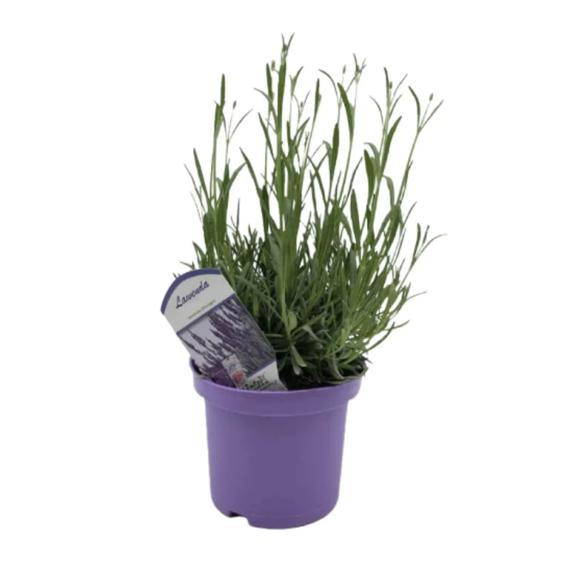 lawenda-grosso.webp