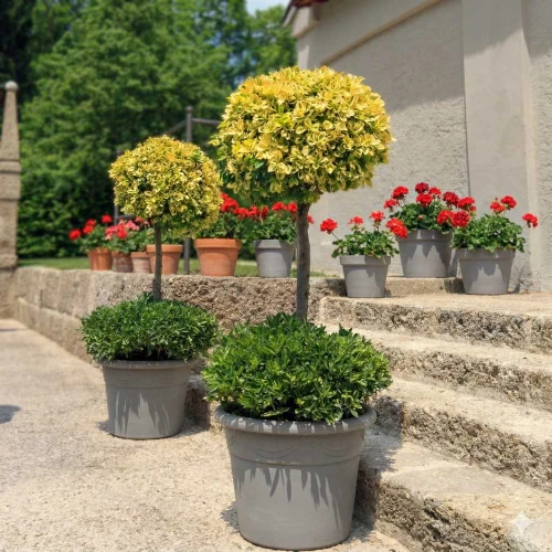 Trzmielina Fortunei Emerald Gold sadzonka na pniu Pa60cm C4