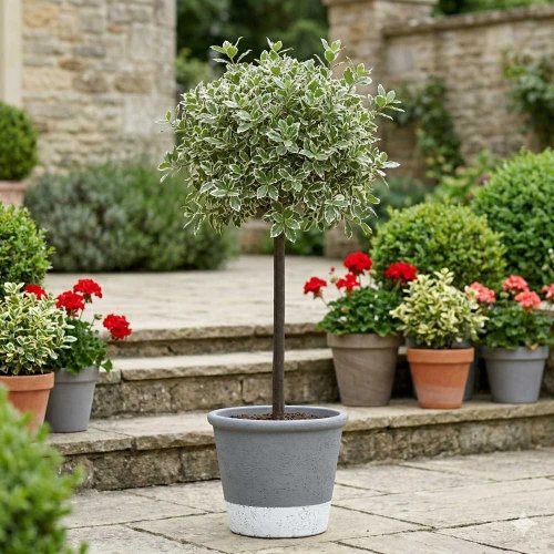 Trzmielina Fortunei Emerald Gaiety sadzonka na pniu Pa60cm C4