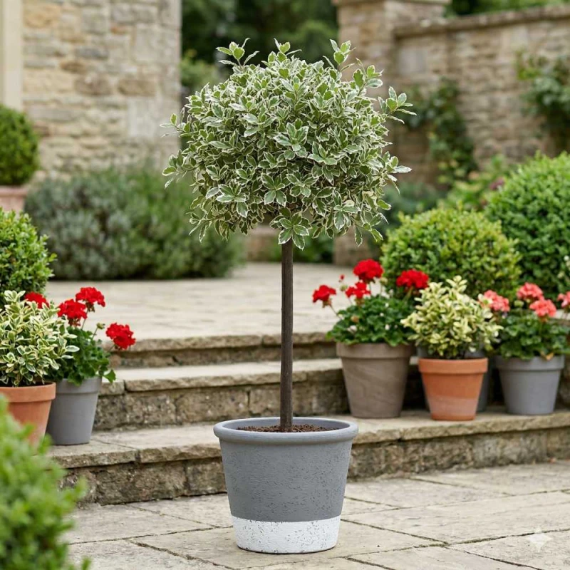 trzmielina emerald gaeity na pniu c4.jpg