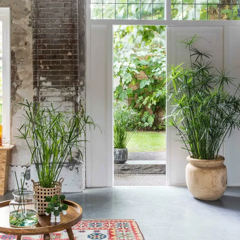 Papirus-Cyperus-haspan-sadzonka-sklep