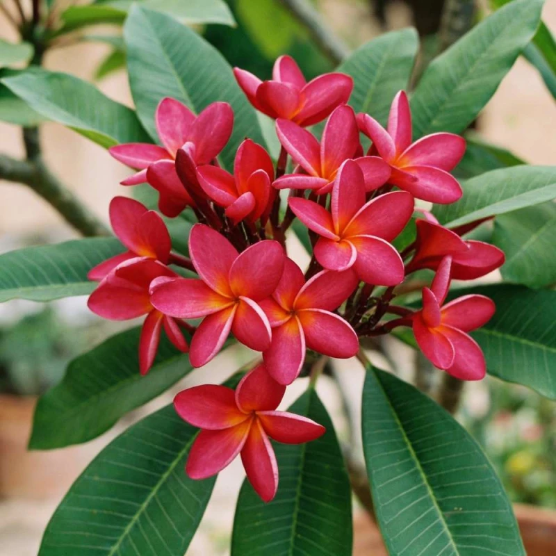 plumeria rubra jak kwitnie.jpg