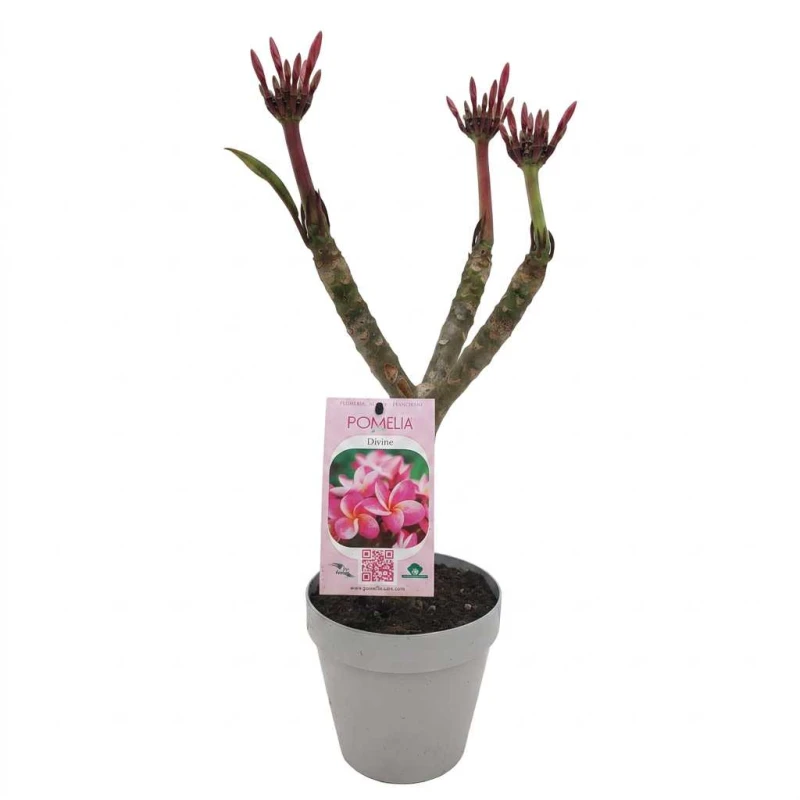 plumeria rubra sadzonka P15.jpg