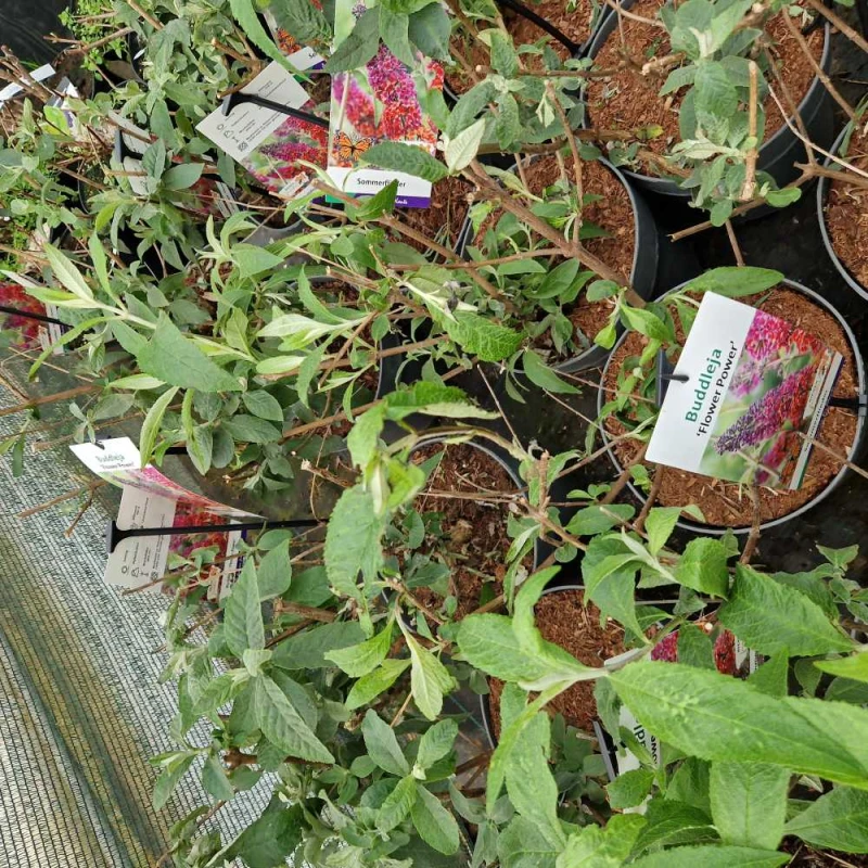 budleja fower power duża sadzonka C5.jpg