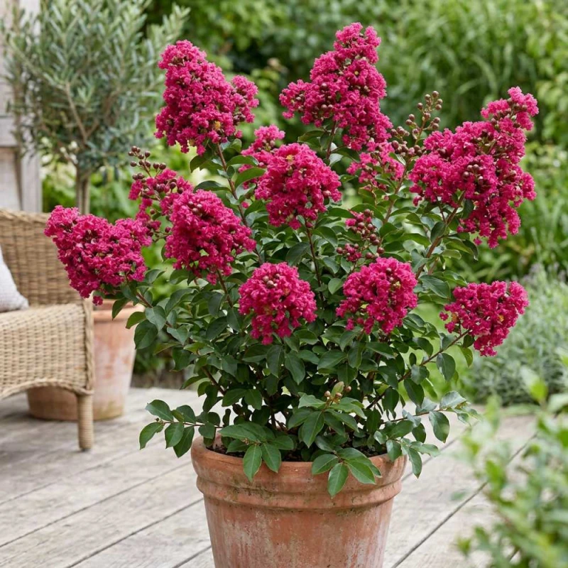 lagerstroemie purpurowa turenne sadzonka c5.jpg