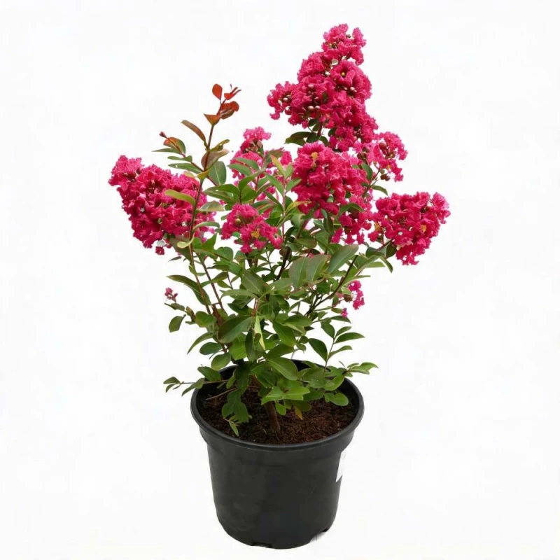 lagerstroemia purpurowa duza sadzonka na prezent.jpg