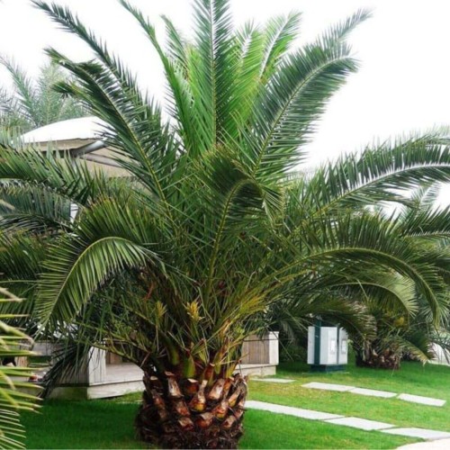 Palma daktylowiec kanaryjski sadzonka C2,5