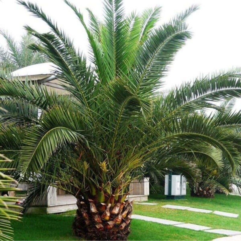 Daktylowiec Kanaryjski c2 gdzie kupić