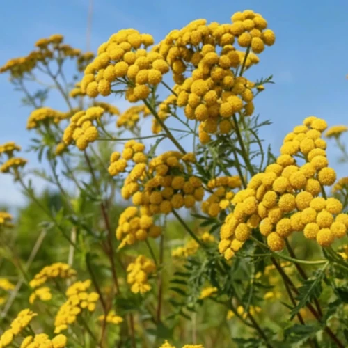 Roślina miododajna Wrotycz pospolity nasiona 30g