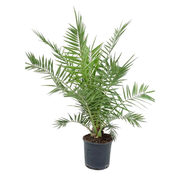 Palma Daktylowiec Kanaryjski c2 sadzonka cena