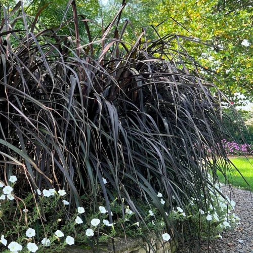Rozplenica Słoniowa VERTIGO Trawa sadzonka 