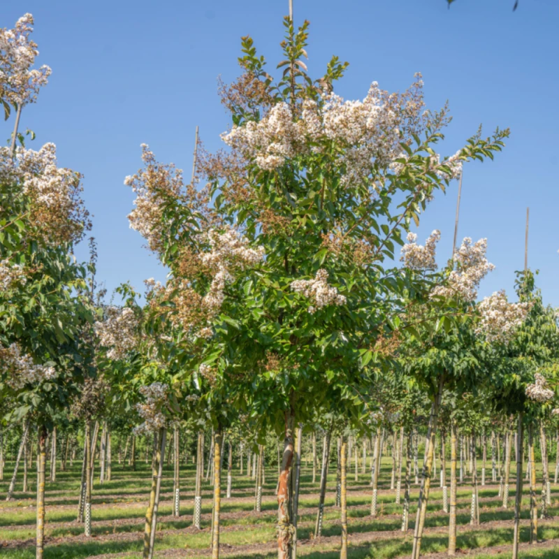 Lagerstroemia Natchez kwitnące drzewo na pniu w szkółce z białymi kwiatostanami i cynamonową korą