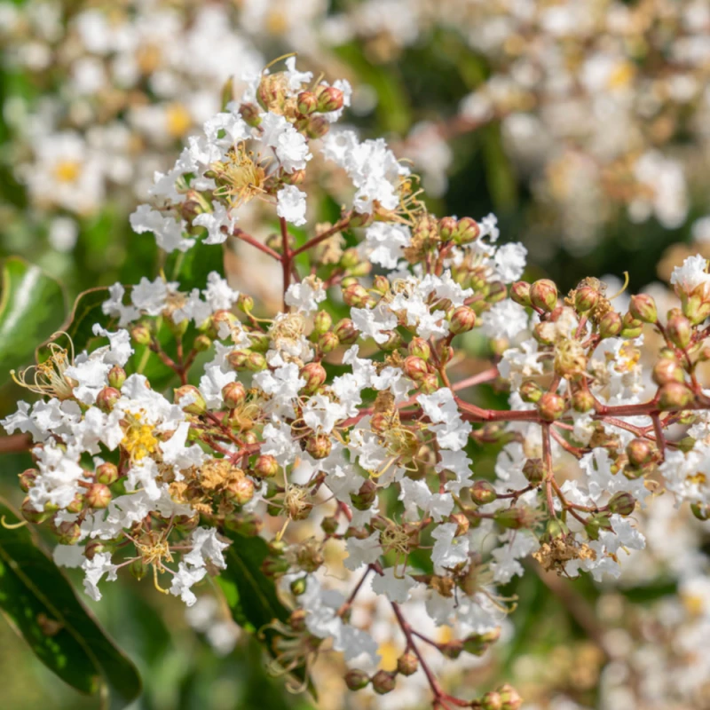 Zbliżenie na białe frędzlowane kwiaty Lagerstroemia Natchez z pąkami i żółtymi pręcikami