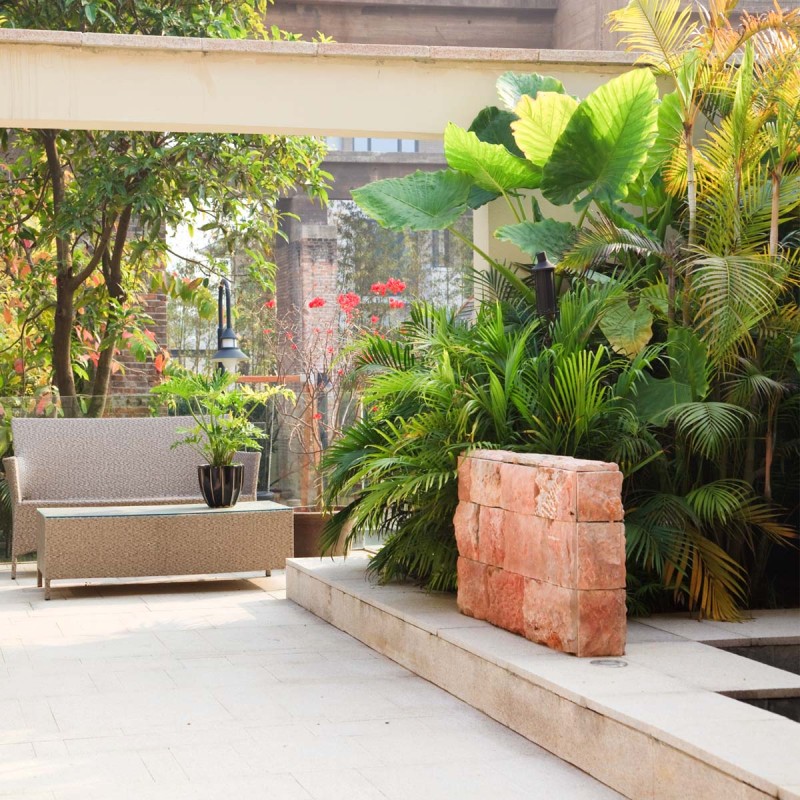 daktylowiec kanaryjski zimowanie taras