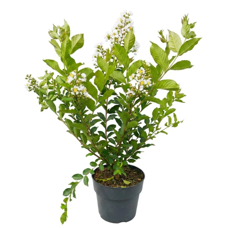 lagerstroemia biala Natchez duża sadzonka c10.jpg