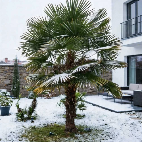 Palma mrozoodporna (Trachycarpus fortunei) C2