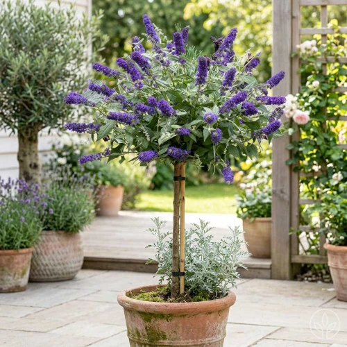 Budleja Empire Blue sadzonka na pniu Pa60cm C3