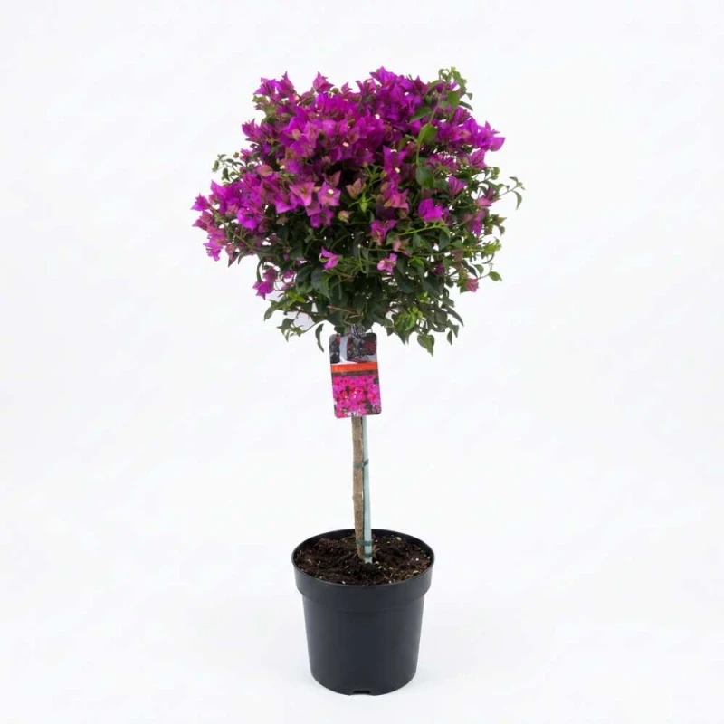 Bougainvillea sadzonka na pniu C5.jpg