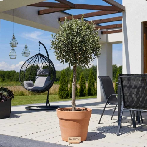 Oliwka europejska sadzonka na pniu Pa 80cm  C7.5