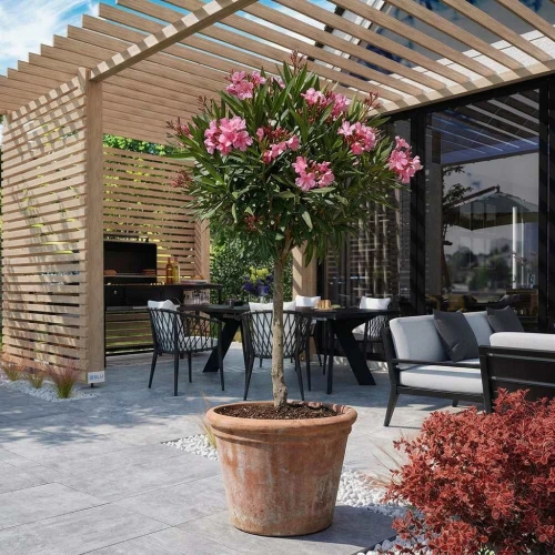 Oleander (Nerium Oleander) sadzonka na pniu Pa60cm C7,5