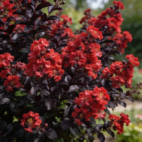 Lagerstroemia  BEST RED sadzonka 6 letnia XXL C15