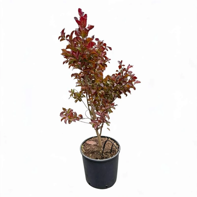 lagerstroemia best red duza roslina c15 mrozoodporna.jpg