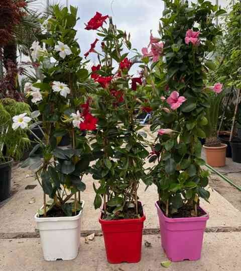 mandevilla pink  trio kwitnaca na taras c5.jpg