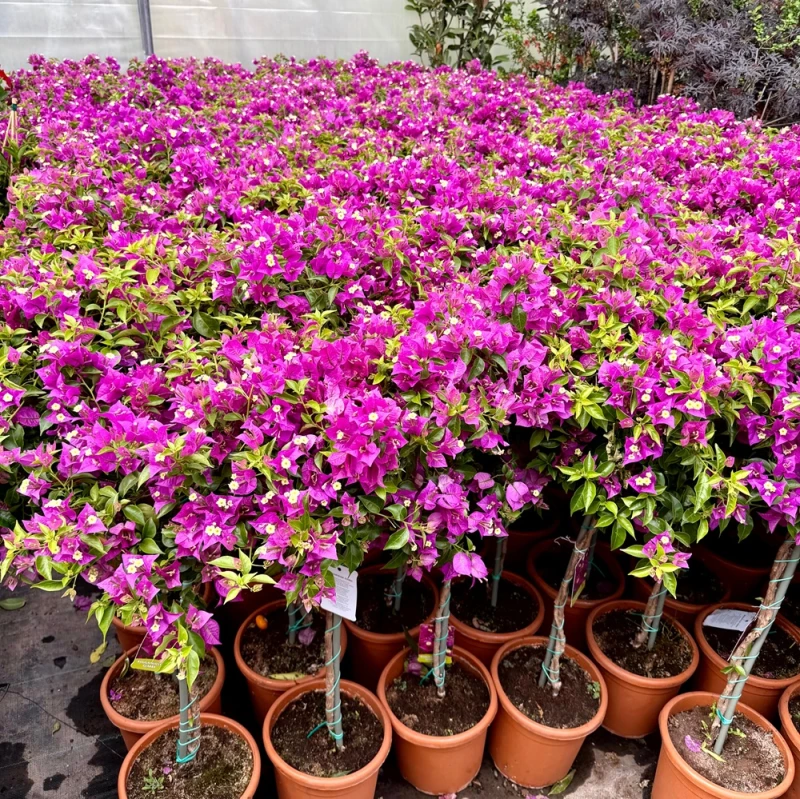 bougainvillea-bugenwilla-Pa60cm-C5 na prezent.jpg