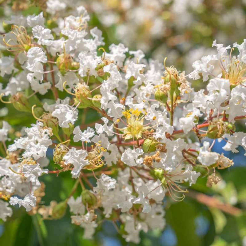 Lagerstroemia Natchez kwitnące drzewo na pniu w szkółce z białymi kwiatostanami i cynamonową korą
