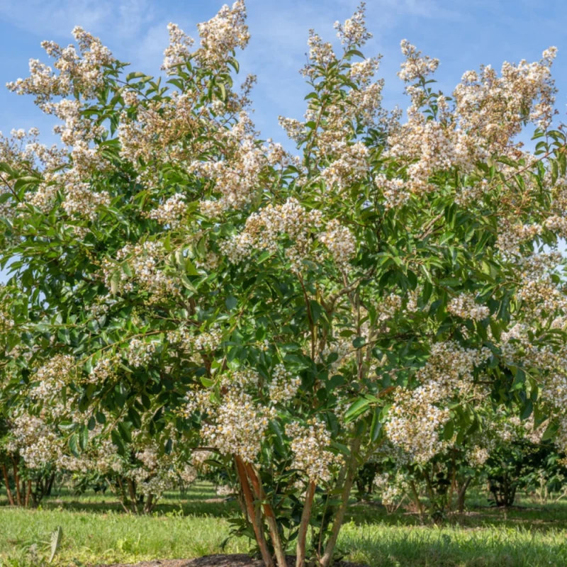 Zbliżenie na białe frędzlowane kwiaty Lagerstroemia Natchez z pąkami i żółtymi pręcikami
