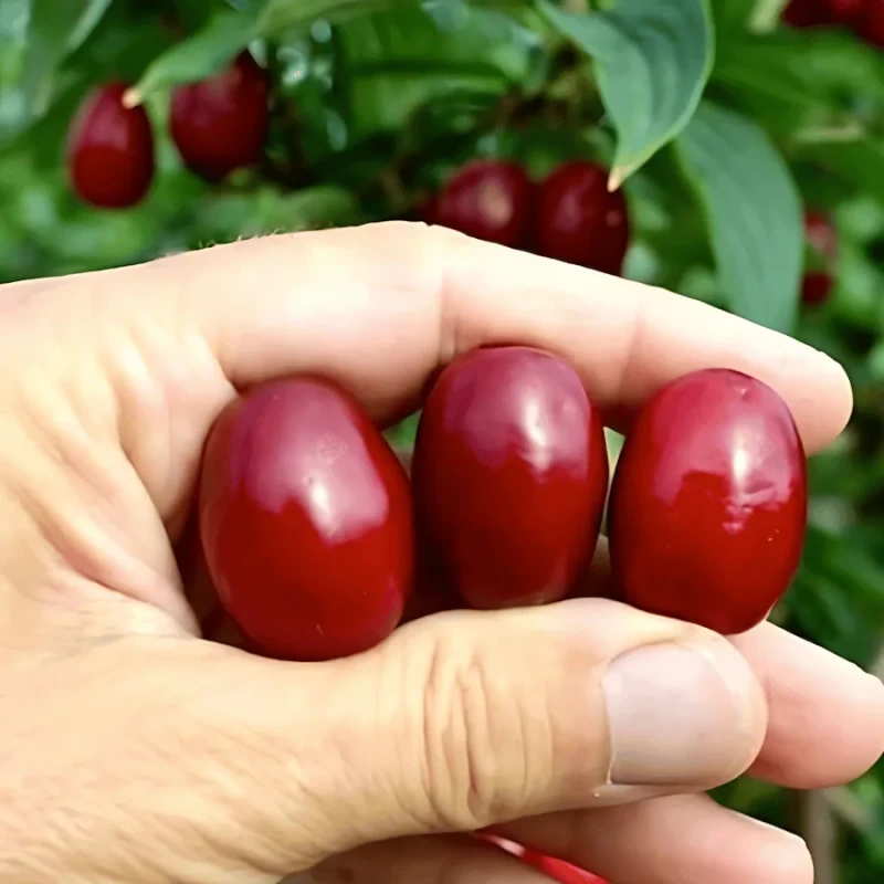 Dereń jadalny Świetlajczok (Cornus mas) - dojrzałe czerwone owoce sadzonki XL w doniczce C5