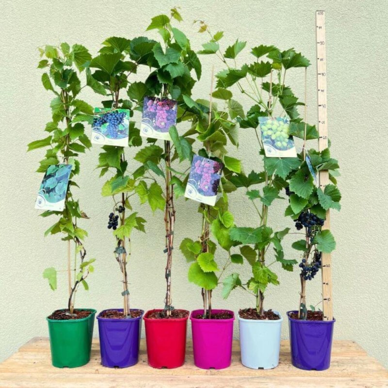 Winorośl Japońska Ozdobna sadzonka