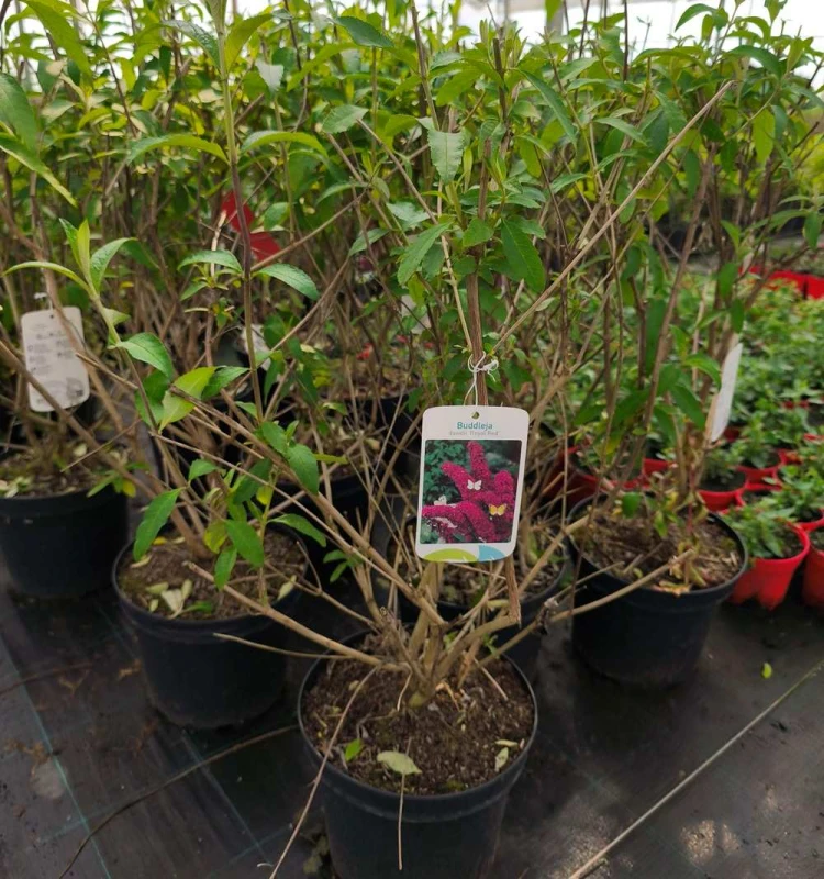 budleja royal red  duza roslina c7.jpg