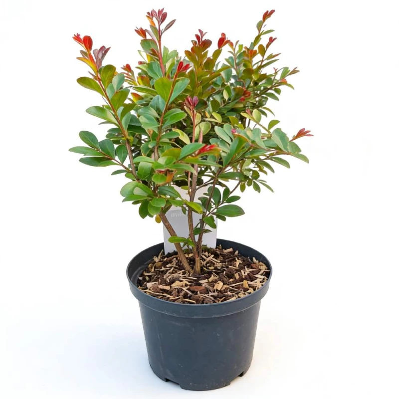 lagerstroemia duza sadzonka czerwona c5.jpg