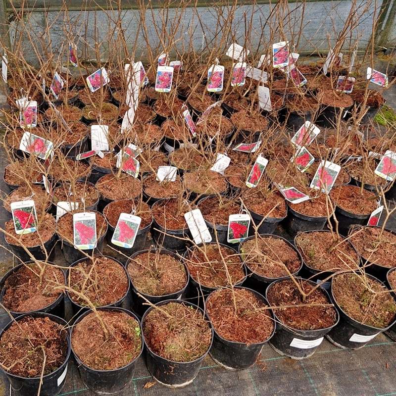 lagerstroemia sadzonki doniczkowane kwiecien .jpg