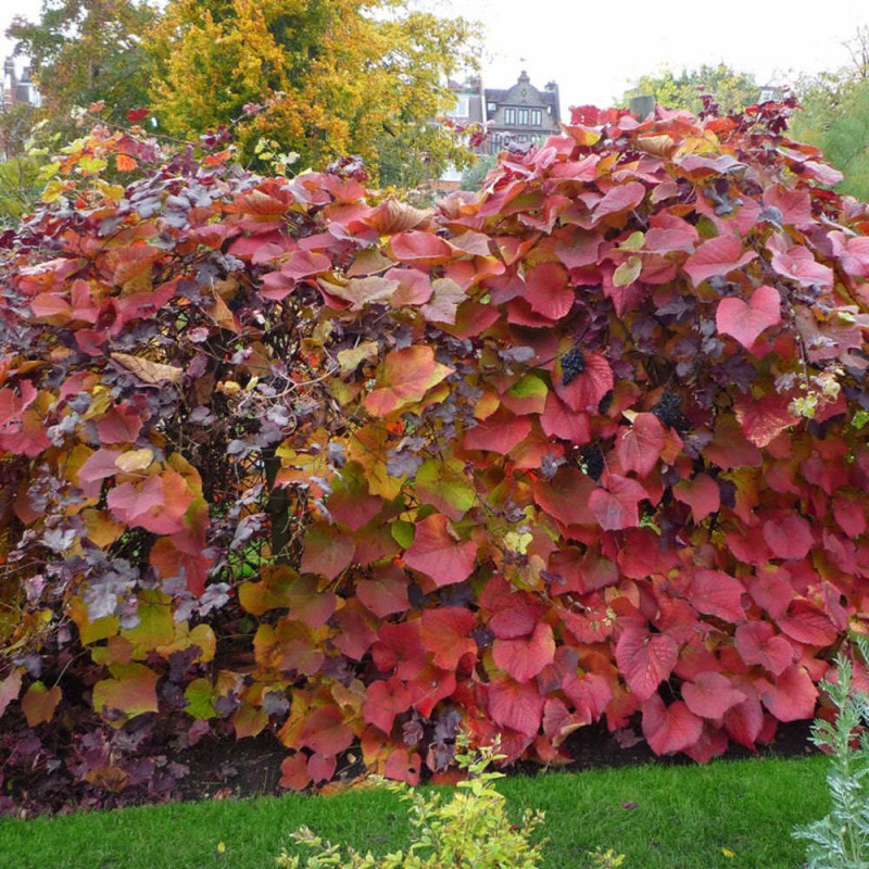 Winorośl Japońska na żywopłot