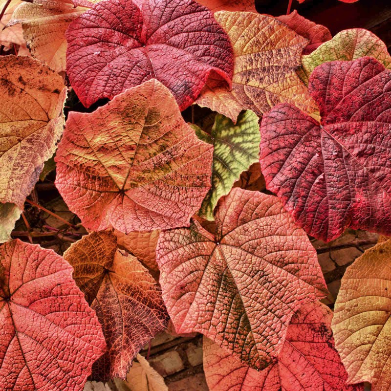 Winorośl Japońska Ozdobna (Vitis Coignetiae)