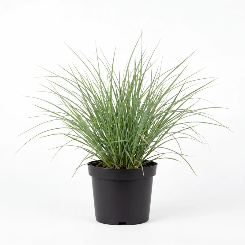 Turzyca prosowata Pamira (Carex panicea) - sadzonka trawy ozdobnej o wąskich, niebiesko-zielonych liściach w czarnej doniczce produkcyjnej na białym tle.