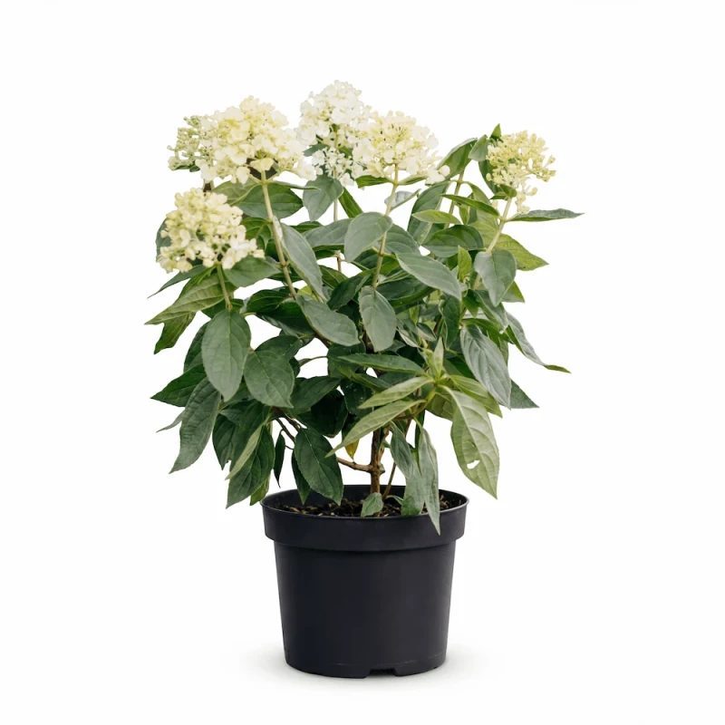 Sadzonka hortensji bukietowej Magical Mont Blanc (Hydrangea paniculata) z rozwijającymi się jasnymi kwiatostanami, umieszczona w czarnej doniczce produkcyjnej na białym tle.