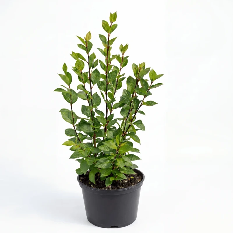 Młoda sadzonka irgi błyszczącej (Cotoneaster lucidus) o drobnych, zielonych liściach, umieszczona w czarnej doniczce produkcyjnej na białym tle.